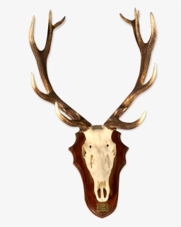 Deer Massacre Carrying 11 Horns"  Src="https, HD Png Download, Free Download